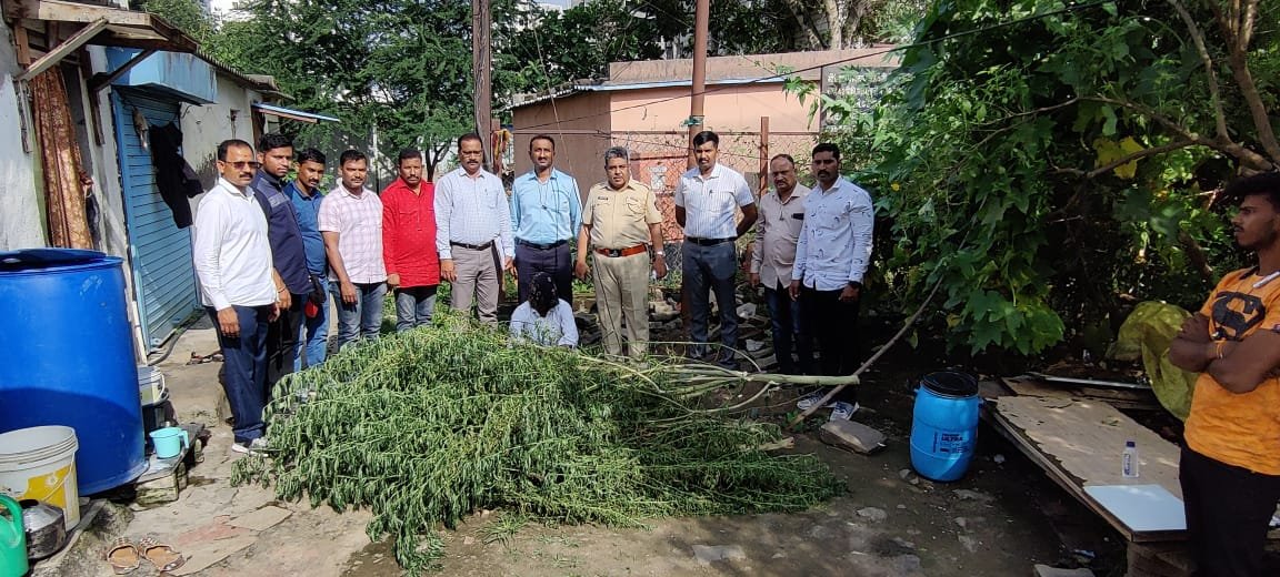 अंमली पदार्थ विरोधी पथकाने दोन गांजाची झाडे केली जप्त.